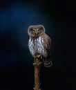 Glaucidium passerinum sits on a branch at night and looks at the prey Royalty Free Stock Photo