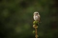 Glaucidium passerinum. It is the smallest owl in Europe. It occurs mainly in northern Europe.