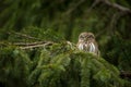 Glaucidium passerinum. It is the smallest owl in Europe. It occurs mainly in northern Europe.