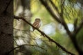 Glaucidium passerinum. It is the smallest owl in Europe. It occurs mainly in northern Europe.