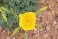 Glaucium flavum, yellow horned poppy flower , flora Iran Royalty Free Stock Photo