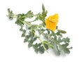 Glaucium flavum, the yellow horned poppy, yellow hornpoppy or sea poppy. Isolated on white background Royalty Free Stock Photo