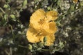 Flowers of the yellow horned poppy