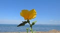 Glaucium flavum (yellow hornpoppy sea-poppy or yellow horned poppy)