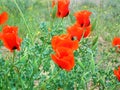 Glaucium grandiflorum , Grand-Flowered Horned Poppy flower Royalty Free Stock Photo