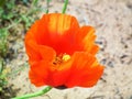 Glaucium grandiflorum , Grand-Flowered Horned Poppy flower Royalty Free Stock Photo