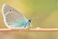 Glaucopsyche alexis  butterfly of the family Lycaenidae Royalty Free Stock Photo