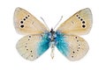 Glaucopsyche alexis (Green-underside Blue) Royalty Free Stock Photo