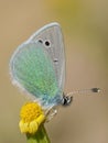 Glaucopsyche alexis , the green-underside blue butterfly Royalty Free Stock Photo