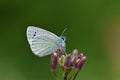 Glaucopsyche safidensis butterfly Royalty Free Stock Photo