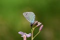 Glaucopsyche safidensis butterfly Royalty Free Stock Photo