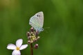 Glaucopsyche safidensis butterfly , butterflies of Iran Royalty Free Stock Photo