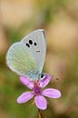 Glaucopsyche safidensis butterfly on pink flower Royalty Free Stock Photo