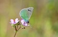 Glaucopsyche safidensis butterfly on pink flower Royalty Free Stock Photo