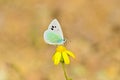 Glaucopsyche safidensis butterfly nectaring on yellow flower Royalty Free Stock Photo