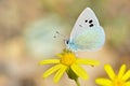 Glaucopsyche seminigra butterfly on yellow flower , butterflies of Iran Royalty Free Stock Photo