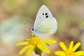 Glaucopsyche seminigra butterfly on yellow flower Royalty Free Stock Photo