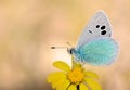 Glaucopsyche seminigra butterfly on yellow flower , butterflies of Iran Royalty Free Stock Photo