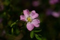 Glaucous dog rose, Rosa dumalis Royalty Free Stock Photo