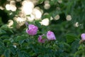 Glaucous dog rose, Rosa dumalis Royalty Free Stock Photo