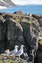 Glaucous Gull Royalty Free Stock Photo