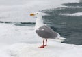 Glaucous Gull, Grote Burgemeester, Larus hyperboreus Royalty Free Stock Photo