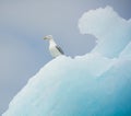 Glaucous gull on an iceberg, Columbia Glacier, Alaska Royalty Free Stock Photo