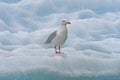 Glaucous Gull on an Iceberg Royalty Free Stock Photo