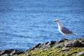 Glaucous Gull (Larus hyperboreus) Royalty Free Stock Photo