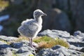 Glaucous Gull (Larus hyperboreus) Royalty Free Stock Photo