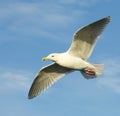 Glaucous Gull, Larus hyperboreus Royalty Free Stock Photo