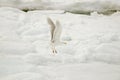 Glaucous Gull Larus hyperboreus Flying Over the Ice Pack Royalty Free Stock Photo