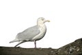 Glaucous gull, Larus hyperboreus