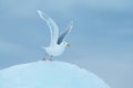 Glaucous gull, Larus hyperboreus on ice with snow. Seal carcass with white gull, Bird feeding blood viscera in nature habitat. Royalty Free Stock Photo