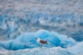 Glaucous gull, Larus hyperboreus on ice with snow. Seal carcass with white gull, Bird feeding blood viscera in nature habitat.