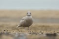 Glaucous gull Larus hyperboreus Royalty Free Stock Photo