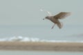 Glaucous gull Larus hyperboreus Royalty Free Stock Photo