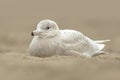 Glaucous gull Larus hyperboreus Royalty Free Stock Photo