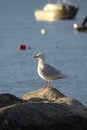 Glaucous gull, Larus hyperboreus, on shore along Arctic ocean Royalty Free Stock Photo