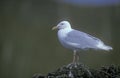 Glaucous gull, Larus hyperboreus Royalty Free Stock Photo