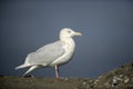 Glaucous gull, Larus hyperboreus