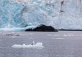 Glaucous gull, Larus hyperboreus, sitting on a small iceberg in front of a glacier at Svalbard, Norway Royalty Free Stock Photo