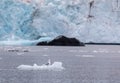 Glaucous gull, Larus hyperboreus, sitting on a small iceberg in front of a glacier at Svalbard, Norway