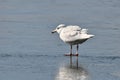 Glaucous gull standing on thin ice Royalty Free Stock Photo
