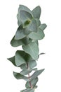 Glaucous leaves of the Eucalyptus tree, on a white background Royalty Free Stock Photo