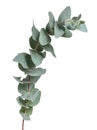 Glaucous leaves of the Eucalyptus tree, on a white background