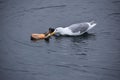Glaucous-winged gull feeding on a floating dead fish in the sea Royalty Free Stock Photo