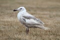 Glaucous-winged Gull (Larus glaucescens)