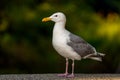 Glaucous-winged Gull Larus glaucescens standing on pier at the seaside, Vancouver, British Columbia, Canada
