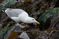 Glaucous-winged gull peers into a crevice on seaweed covered rocks at low tide Royalty Free Stock Photo